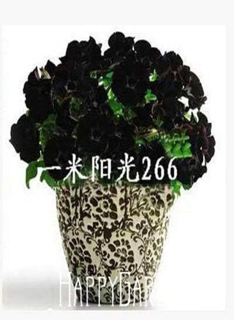 GGOOT New 20 pcs Petunia Flower Seeds for Gardening Black - Image 1