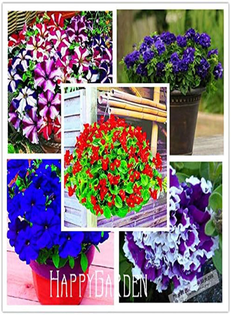 GGOOT New 20 pcs Petunia Flower Seeds for Gardening Black - Image 4