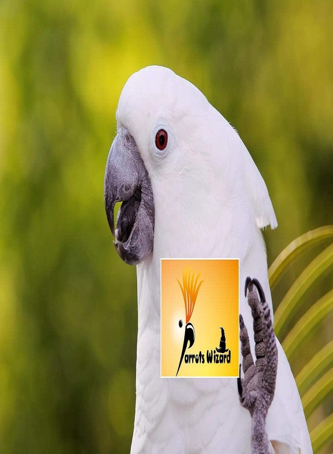 Parrots Wizard بذور دوار الشمس الكبيرة من باروتس ويزارد للببغاء الكبير [4750 غرام]، مناسبة لجميع مراحل نمو الطيور - Image 5