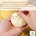 FauKait 2pcs Handmade Chick Squeeze Toys Ultra Soft Squishy Fidget Toys Silicone Squishies Toys for Stress Relief Chicken 2pcs - Image 4