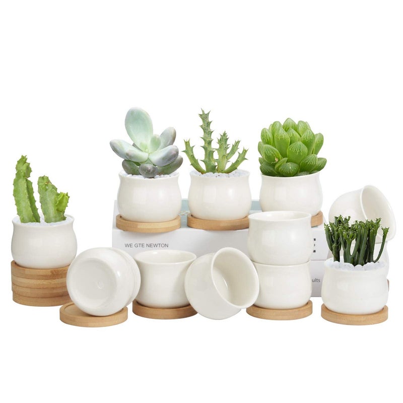 ZOUTOG 12 Pack Succulent Pots 26 Inch Mini Ceramic Pots for Flower or Cactus Plants with Drainage HolePlants Not Included