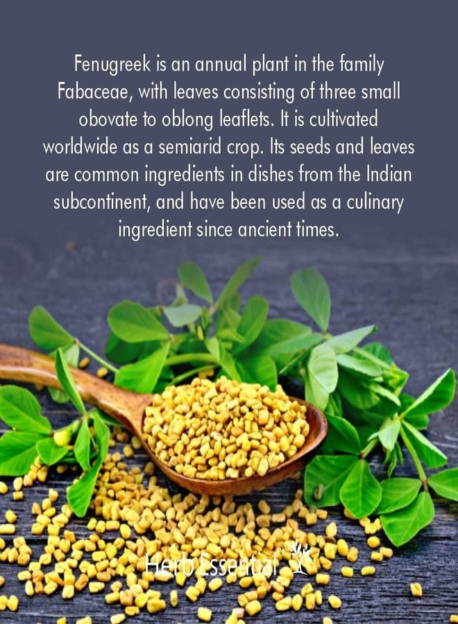 Herb Essential Fenugreek Tablets 60 Count (pack of 1) | Ayurvedic Herbal Supplement|Vegan,GMP Certified|Traditionally Used for Metabolic Wellness & Digestive Support - Image 4
