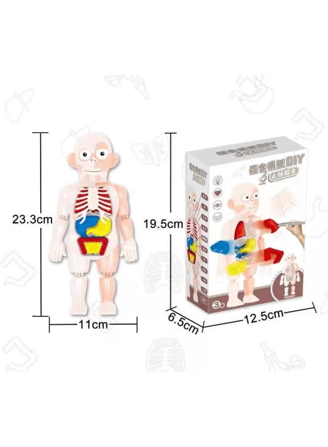 Next Store 3D Human Body Model Toy – Educational Anatomy Model for Kids with 12 Removable Organs – Develop Motor Skills and Hand-Eye Coordination