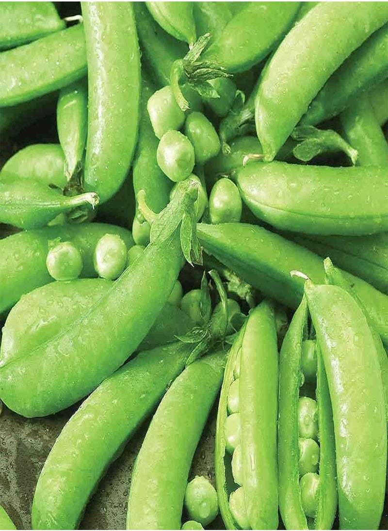 GGOOT Pea Edible Pod Sugar Snap () 100pcs Seeds for Planting, Stringless Sweet Green Snap, Sweet  Edible Pod, Non-GMO, Heirloom, Vegetable Asian Chinese Sugar Snap Pod  - Image 3