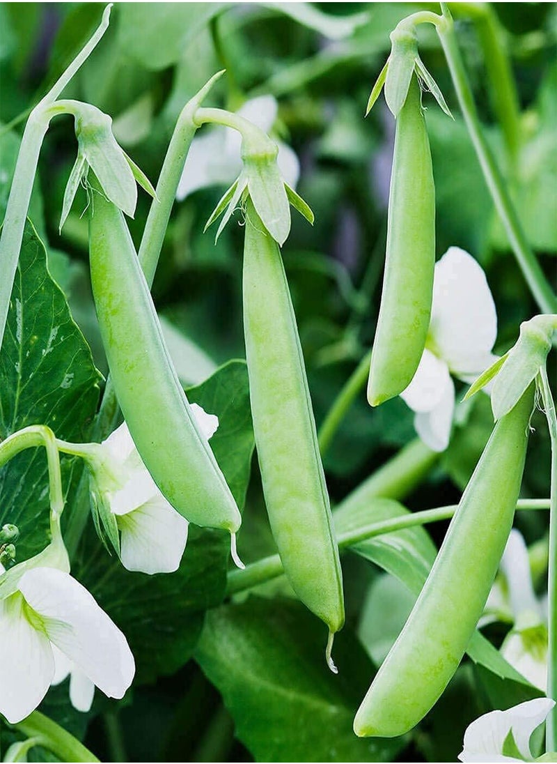 GGOOT Pea Edible Pod Sugar Snap () 100pcs Seeds for Planting, Stringless Sweet Green Snap, Sweet  Edible Pod, Non-GMO, Heirloom, Vegetable Asian Chinese Sugar Snap Pod  - Image 4