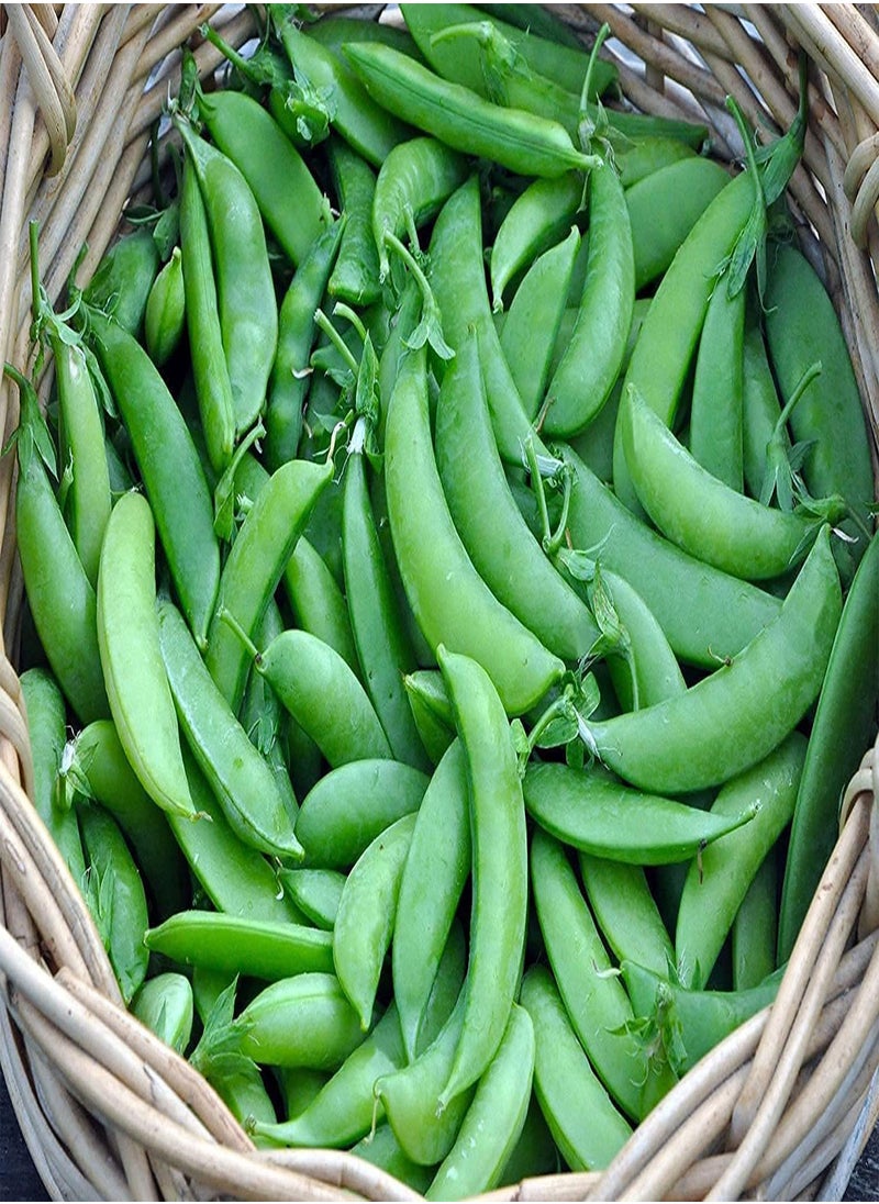 GGOOT Pea Edible Pod Sugar Snap () 100pcs Seeds for Planting, Stringless Sweet Green Snap, Sweet  Edible Pod, Non-GMO, Heirloom, Vegetable Asian Chinese Sugar Snap Pod  - Image 2