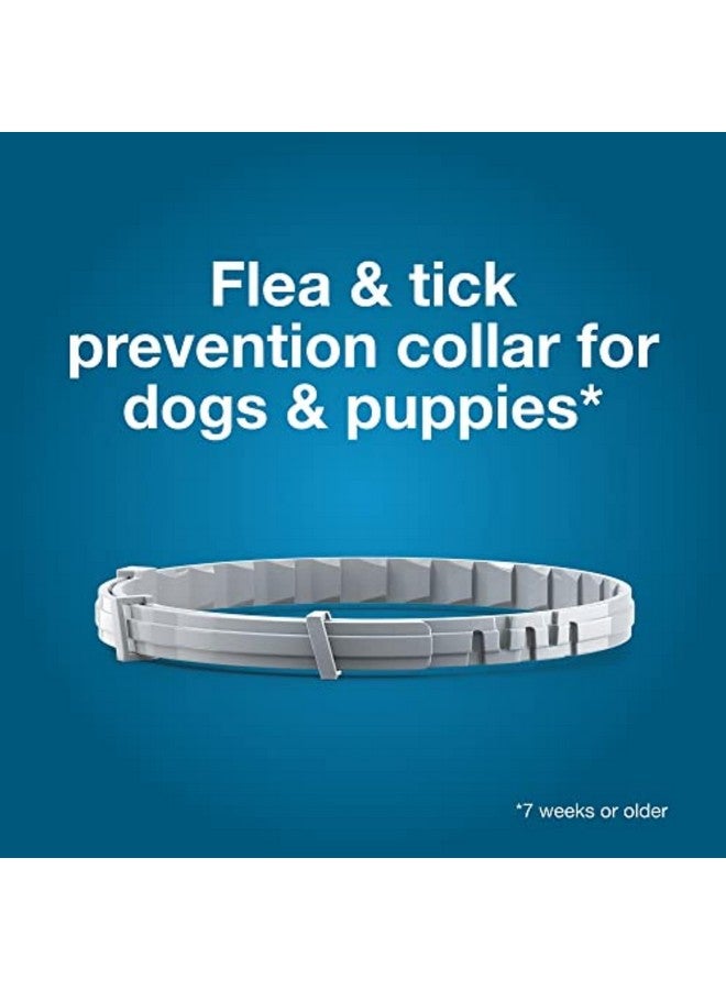 Seresto Small Dog Vet-Recommended Flea & Tick Treatment & Prevention Collar for Dogs Under 18 lbs. | 2 Pack - Image 4