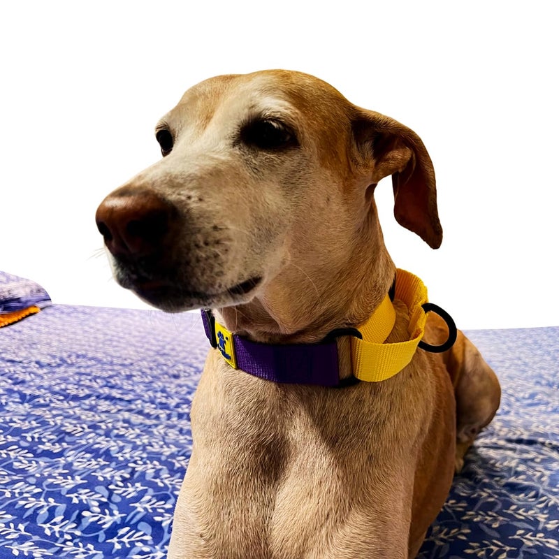A+a Pets Martingale Dog Collar | No Pull Design, No Neck Strain, No Choke Design | for Large & Medium Dogs | Rust Free, Waterproof Nylon Training Collar (Purple & Yellow), 30 x 2.5 cm - Image 3