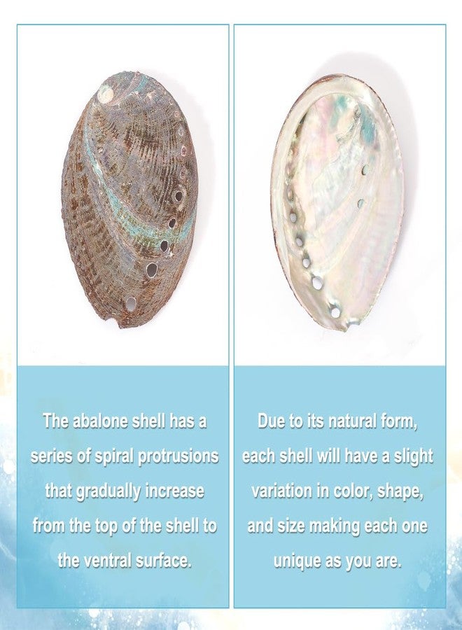 AHANDMAKER 2 Pieces Abalone Shell 3-4.5 inch Polished Abalone Shell White Sage Burner Holder Smudge Bowl Incense Burner for White Sage Decorate for Fish Tank View - Image 4