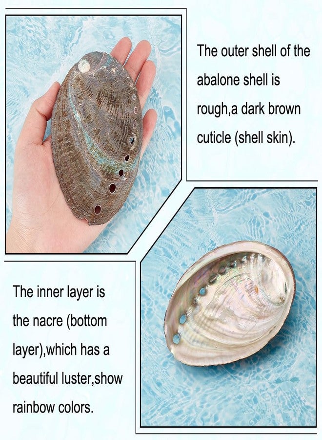 AHANDMAKER 2 Pieces Abalone Shell 3-4.5 inch Polished Abalone Shell White Sage Burner Holder Smudge Bowl Incense Burner for White Sage Decorate for Fish Tank View - Image 3