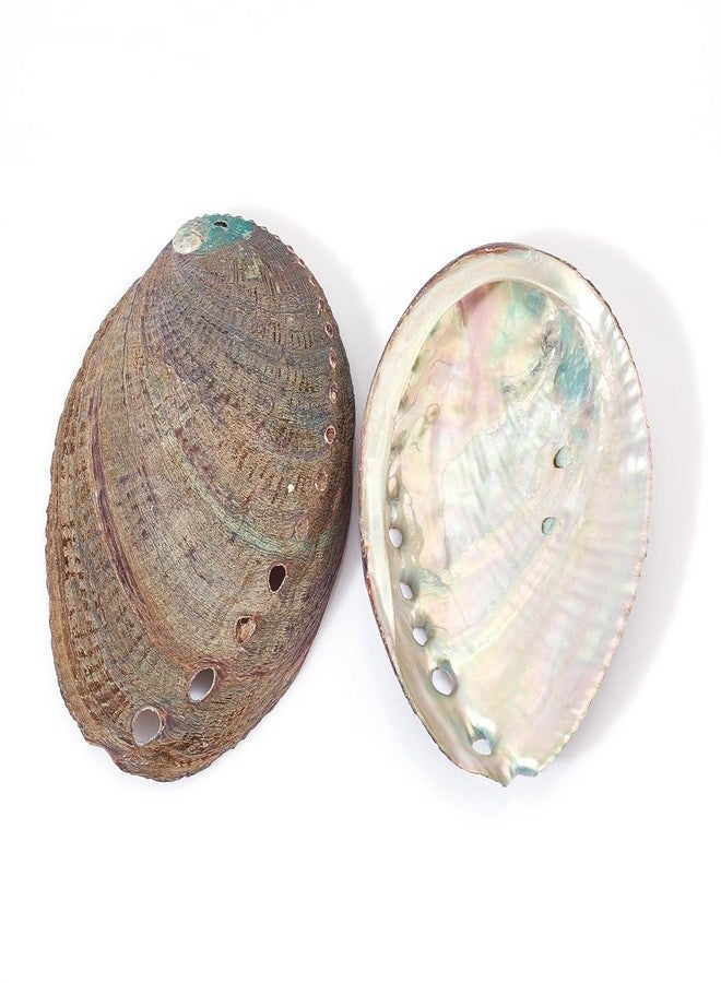 AHANDMAKER 2 Pieces Abalone Shell 3-4.5 inch Polished Abalone Shell White Sage Burner Holder Smudge Bowl Incense Burner for White Sage Decorate for Fish Tank View - Image 1