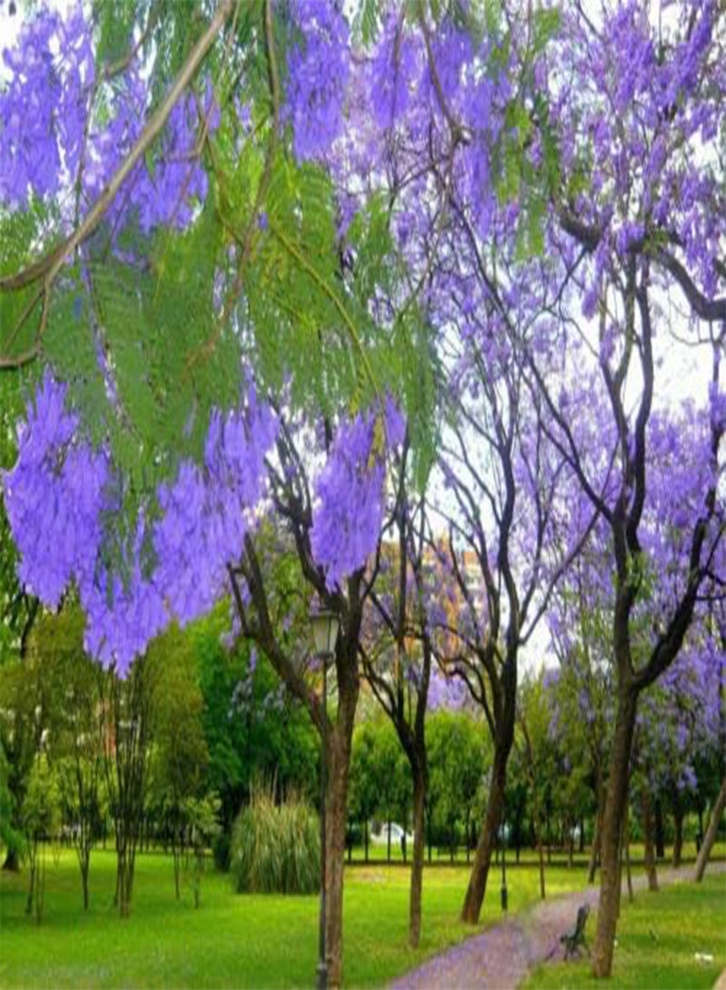 Jacaranda MIMOSIFOLIA, Blue Rare Flowering Tree flamboyan delonix Seed 50 Seeds