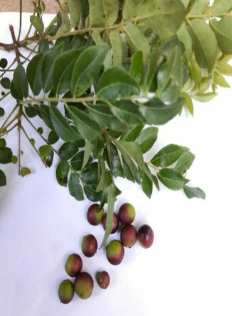 GGOOT 500Pcs Plant Seeds Fragrance Adaptable Vibrant George Mini Spice Seeds Garden Accessories - Image 4