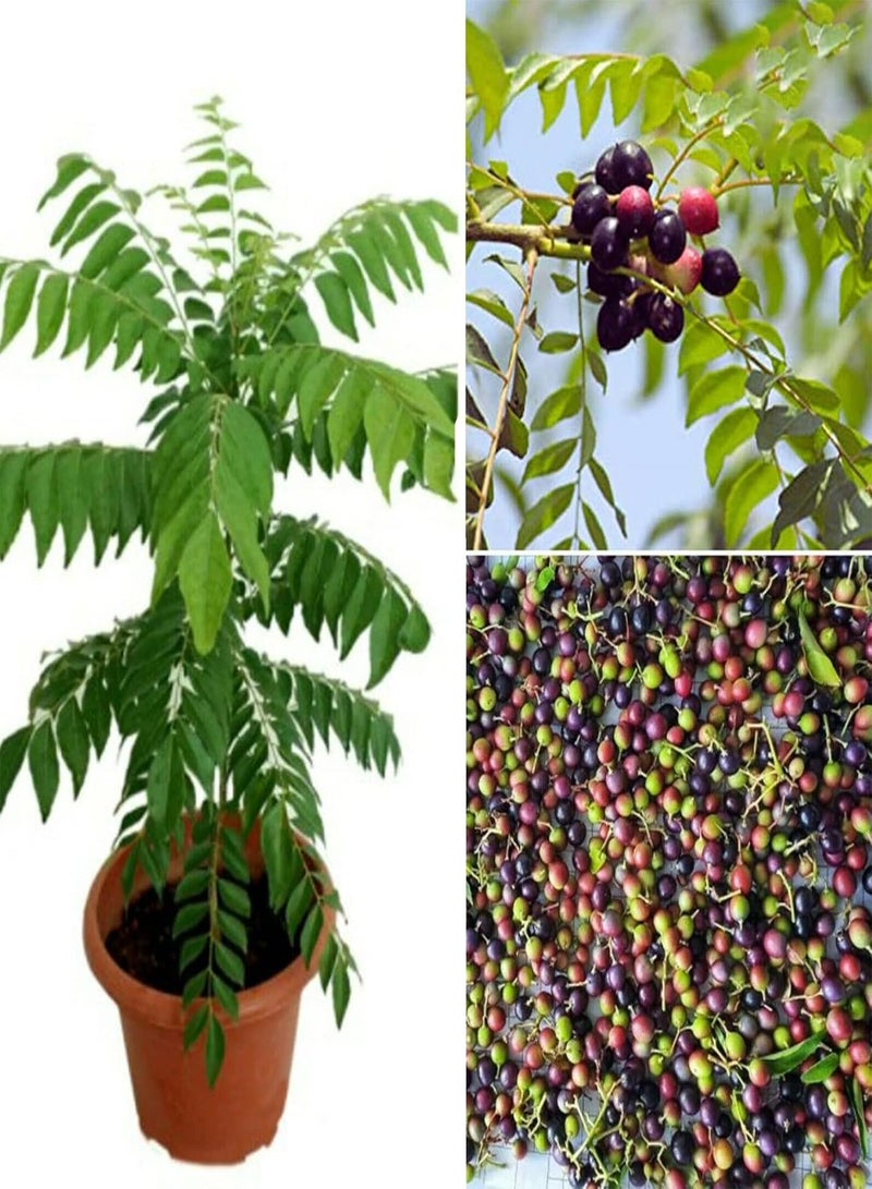 GGOOT 500Pcs Plant Seeds Fragrance Adaptable Vibrant George Mini Spice Seeds Garden Accessories - Image 1