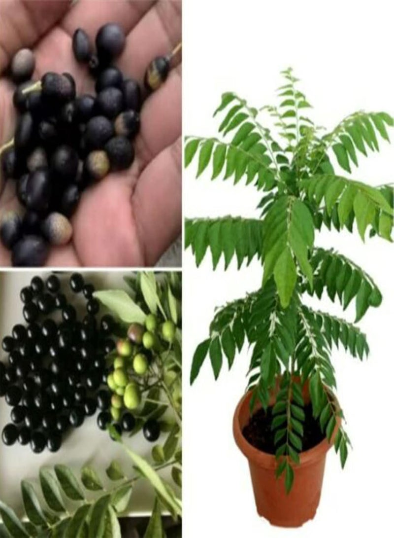 GGOOT 500Pcs Plant Seeds Fragrance Adaptable Vibrant George Mini Spice Seeds Garden Accessories - Image 2