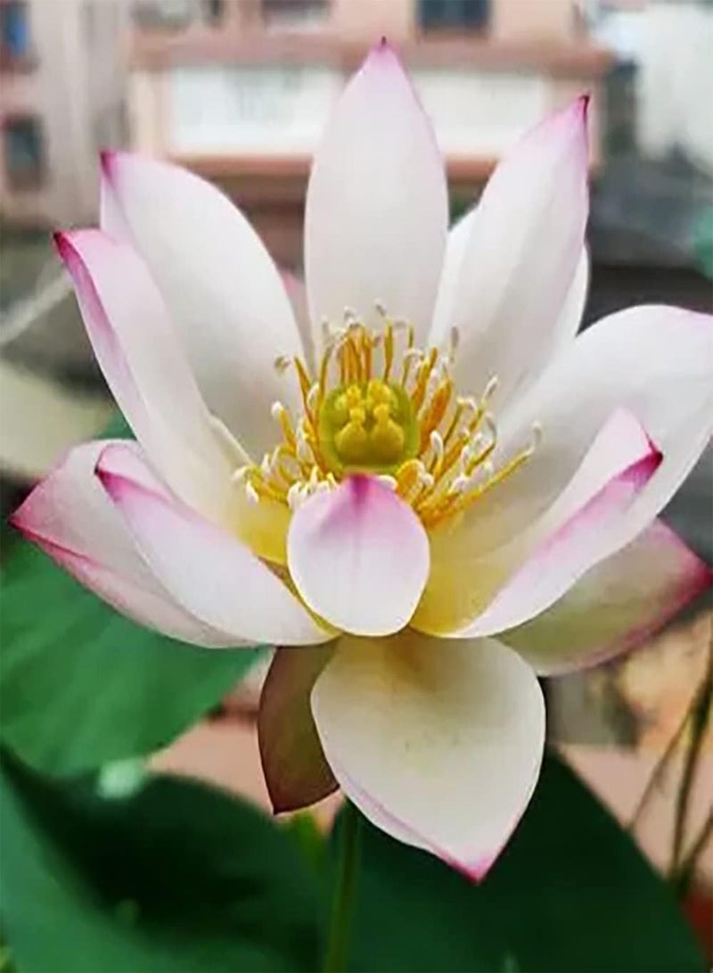 GGOOT 20pcs Pink Lotus Seeds for Garden Balcony Planting Exquisite gardening cut flower suitable for novice gardeners to stimulate interest in planting  - Image 1