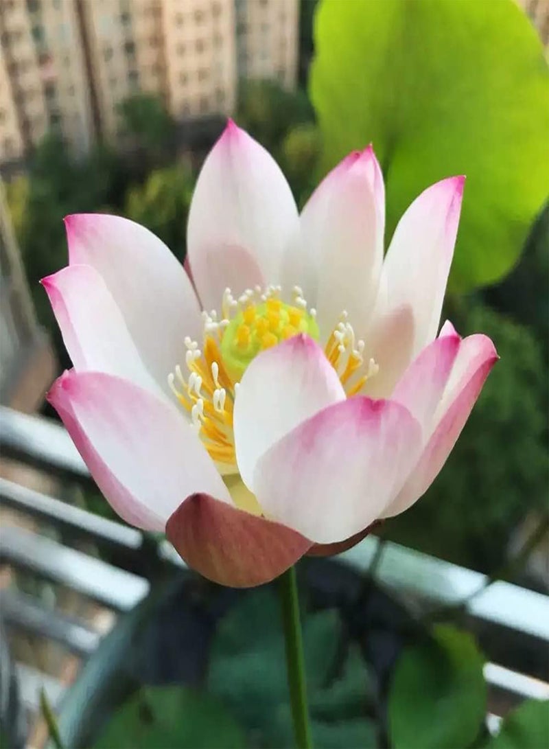 GGOOT 20pcs Pink Lotus Seeds for Garden Balcony Planting Exquisite gardening cut flower suitable for novice gardeners to stimulate interest in planting  - Image 2