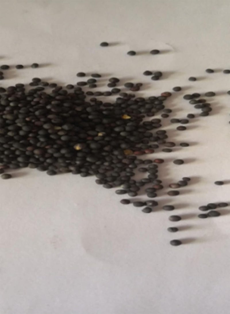 GGOOT Vegetable Seed Varieties - 200Pcs Delicious Chinese Cabbage Seeds Nutritious Vegetable Home Garden Plant Kids Beginners Gardeners Gift -1# - Image 2