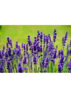 AMYTIS GARDEN Multi-use face, body and nail care oil with lavender extract  - Image 5