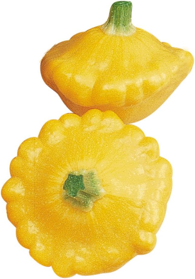 بذور كوسا صيفية من نوع بوربي سونبرست 25 بذور