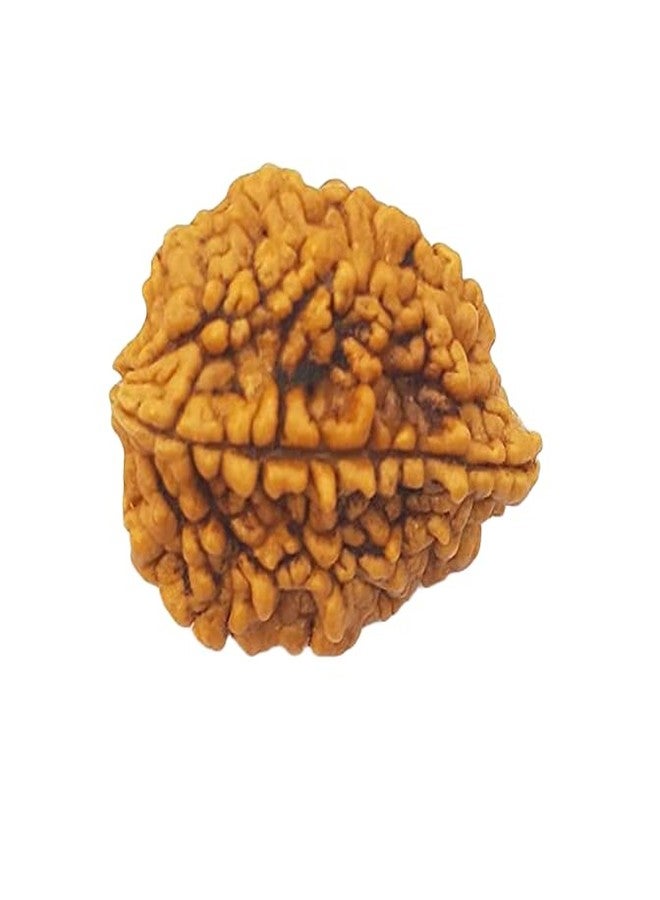 FIRMUS 2 Mukhi Rudraksha وشهادة المختبر (بني) - Image 1