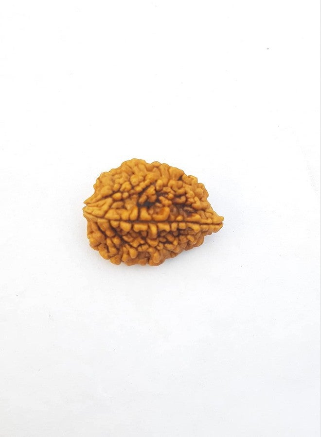 FIRMUS 2 Mukhi Rudraksha وشهادة المختبر (بني) - Image 2