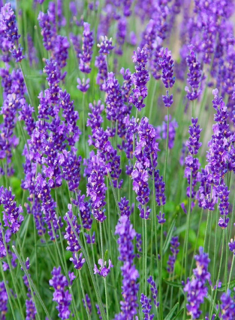 GGOOT "Lavender Hidcote, Lavandula angustifolia, English Lavender, Hardy Shrub, Fragrant, Purple Blooms, Compact Flower Plants, 6 x Plug Plants by seeds 6 Plugs" (6) - Image 2