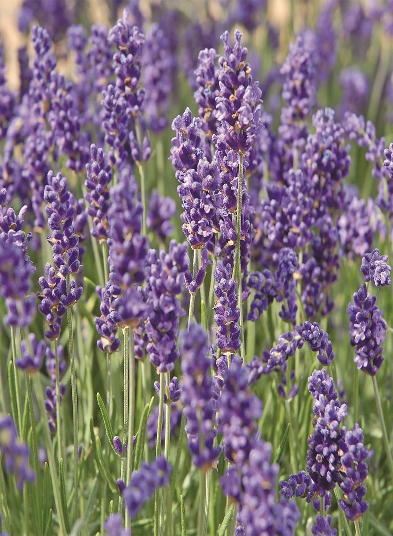 GGOOT "Lavender Hidcote, Lavandula angustifolia, English Lavender, Hardy Shrub, Fragrant, Purple Blooms, Compact Flower Plants, 6 x Plug Plants by seeds 6 Plugs" (6) - Image 1