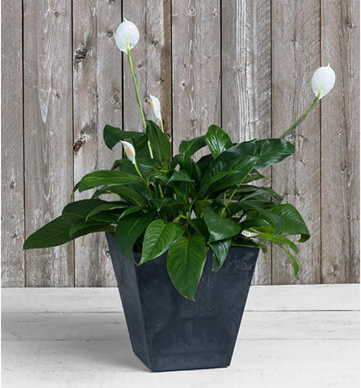 Root & Vessel ARTSTONE 12" Black Square Ella Planter - Image 3