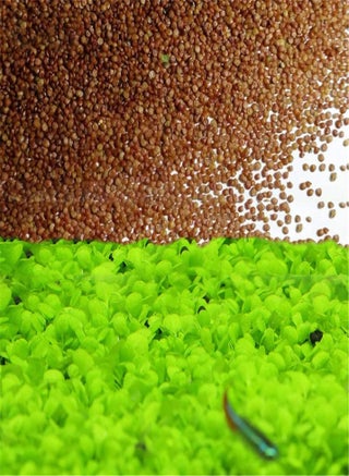 online garden seeds Buy All Time Vegetable Seeds Kit for Kitchen Garden or Terrace Gardening  Online at the Lowest Price  Organicbazar