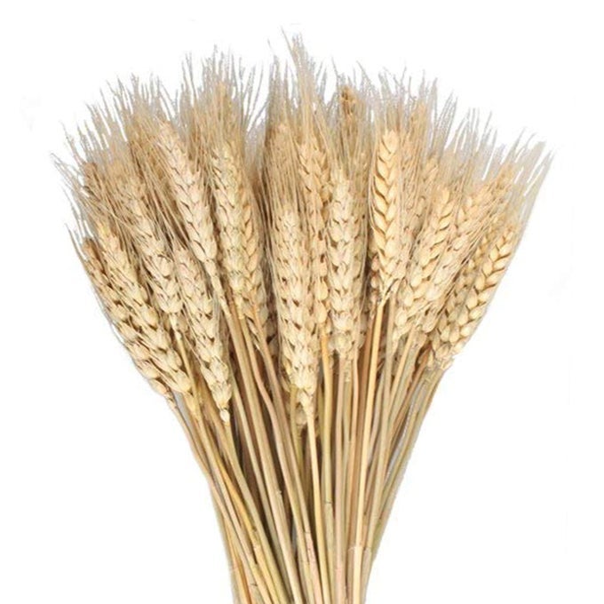 100 Pcs Dried Wheat Sheaves Bundle Golden Natural Wheat Bouquet Bunch Dried Flowers Arrangement for Fall Farmhouse DIY Design Home Table Wedding Party Centerpieces Decor 16