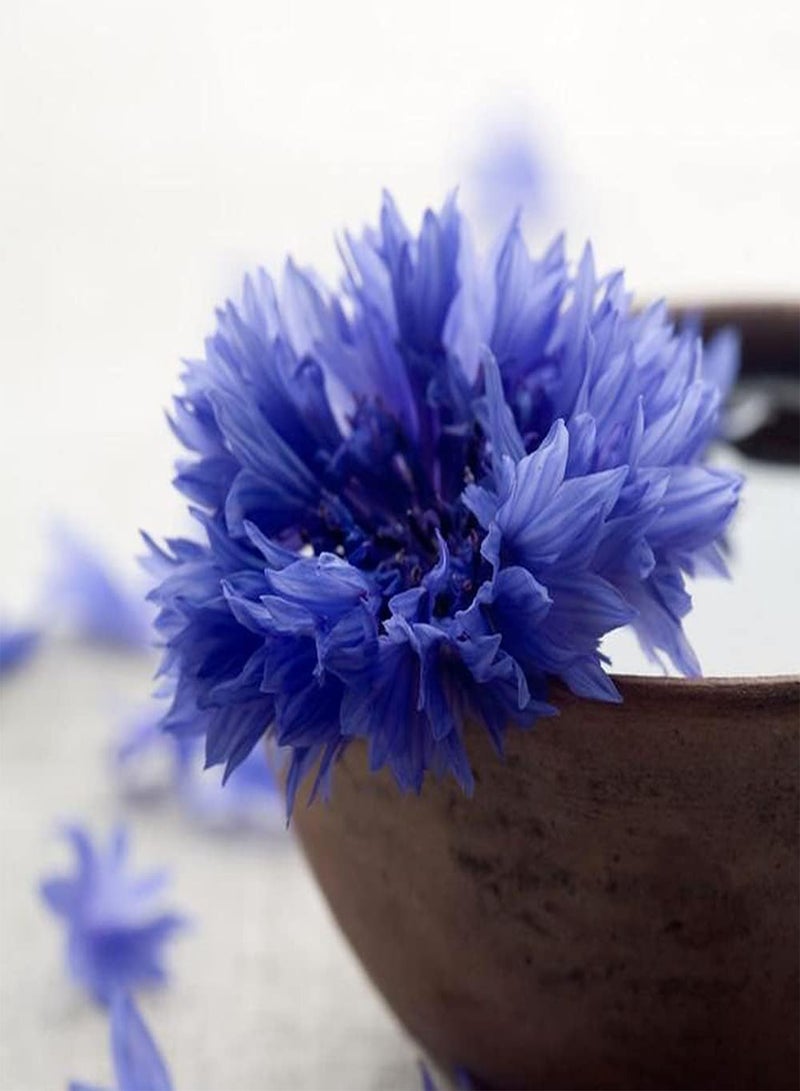 GGOOT 100pcs Cornflower Seeds Greenhouse Cultivation All Year Round Exotic Retro Blue Flowers Creates Mysterious Atmosphere Make People Linger - Image 2