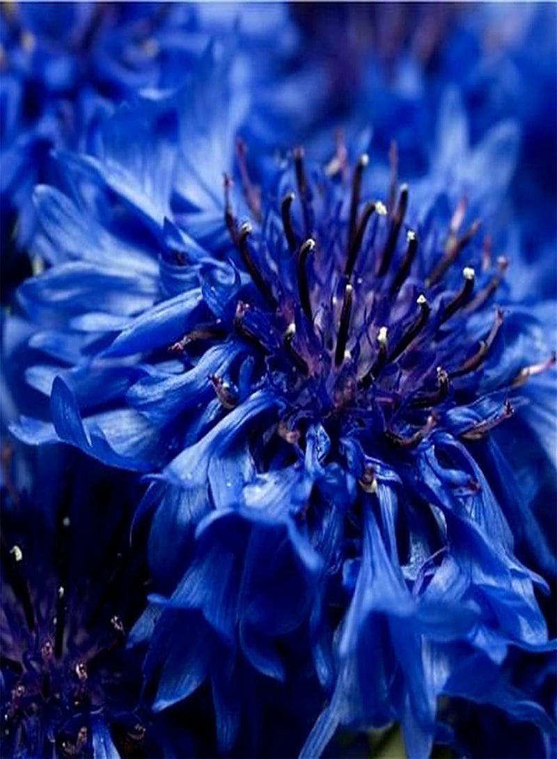 GGOOT 100pcs Cornflower Seeds Greenhouse Cultivation All Year Round Exotic Retro Blue Flowers Creates Mysterious Atmosphere Make People Linger - Image 3
