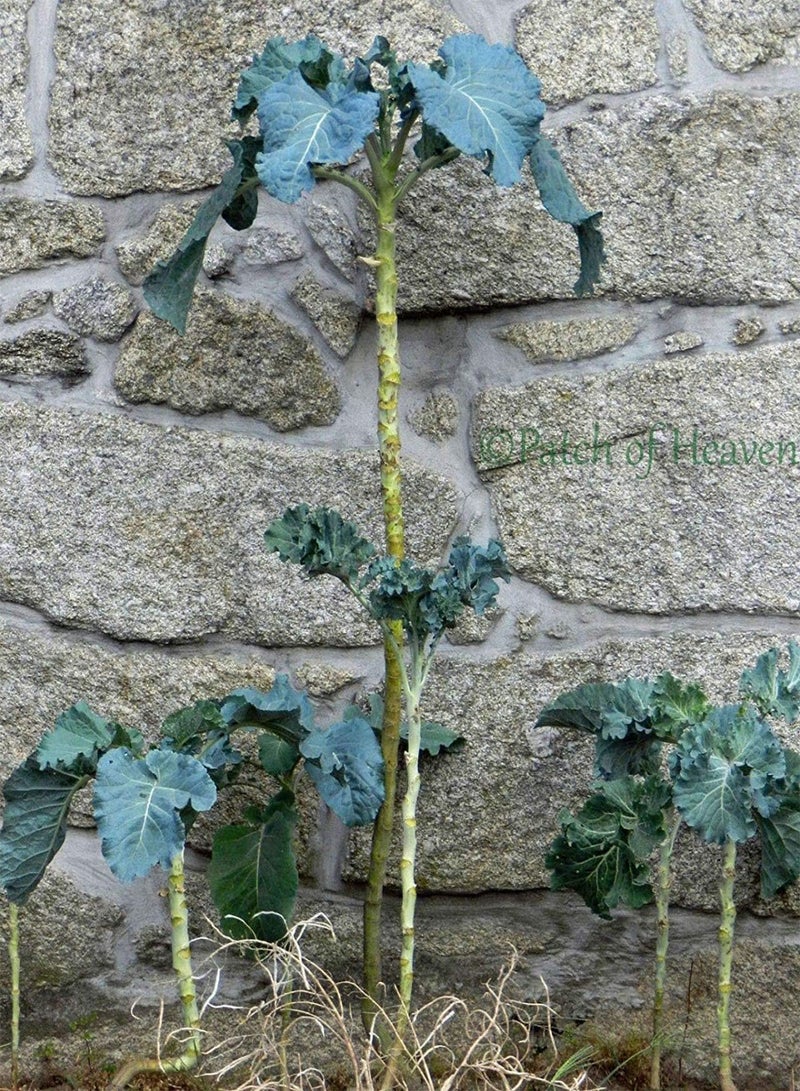 GGOOT Giant Walking Stick Jersey Cabbage, Cow Long Tree Kale, Chou Ã€ Vacque / 15 Seeds