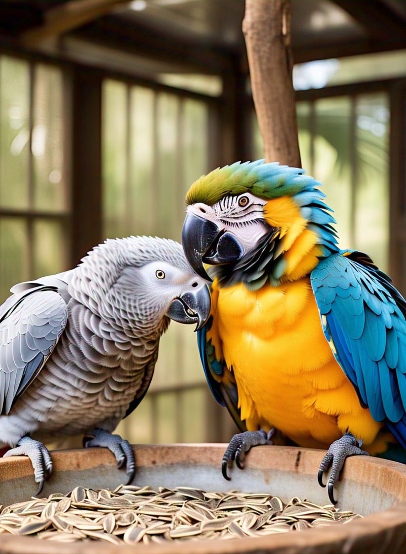 طعام طيور توكي للببغاوات – 650 جرام مزيج طبيعي وصحي من البذور الفاخرة، | طعام طيور يومي للببغاء الرمادي، المكاو، ببغاء الأمازون، طعام بذور الكوكاتو، طعام الباراكيت لجميع مراحل الحياة - Image 4