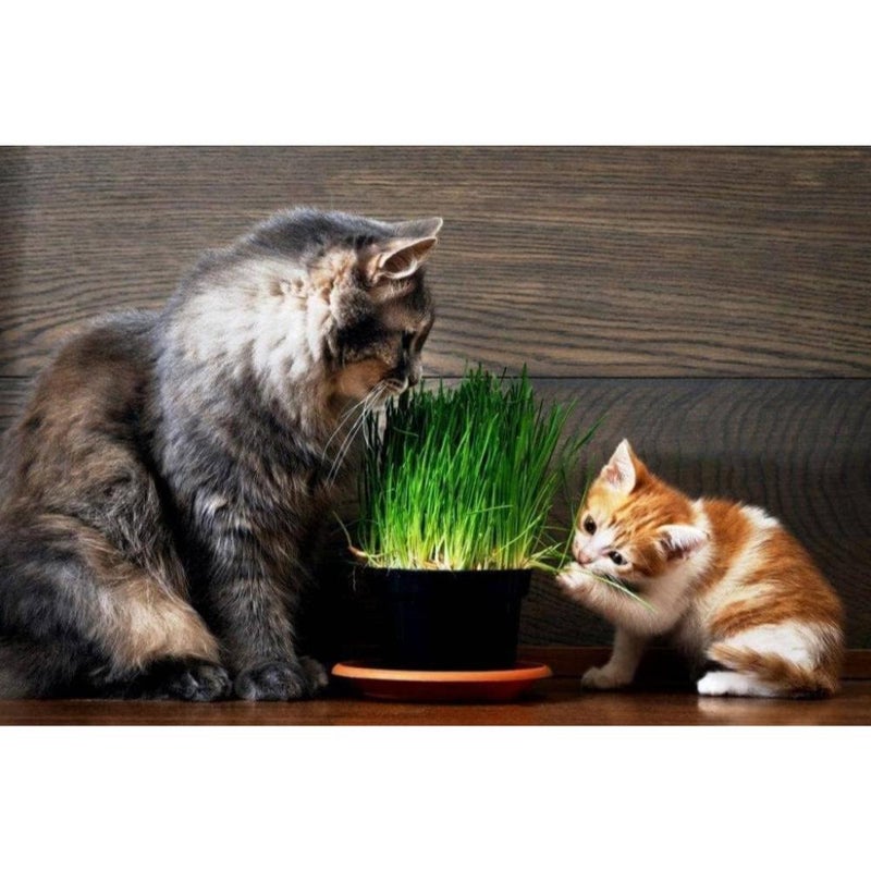 أكثر من 100 بذرة عشب للقطط - عشب أخضر - Image 3