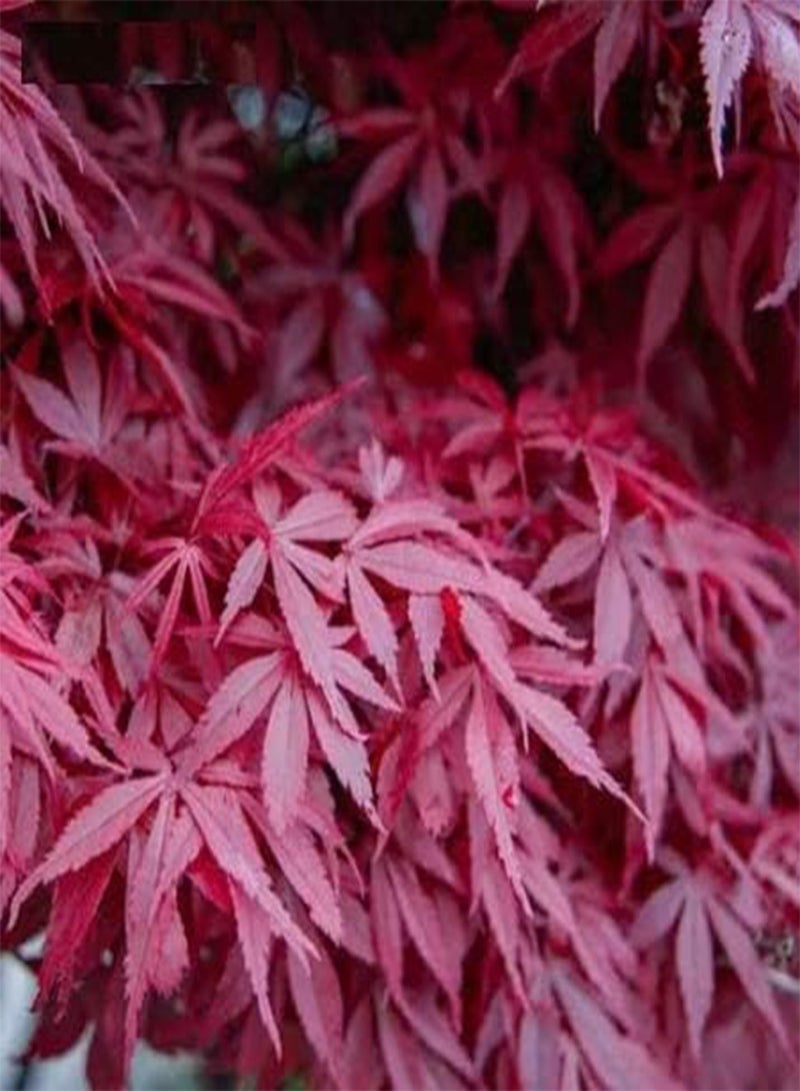 جي جوت 10 قطع من بذور شجرة القيقب الأحمر - Image 2