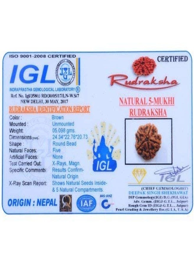 Maalavya 5 Mukhi Rudraksha with Certificate - Image 1