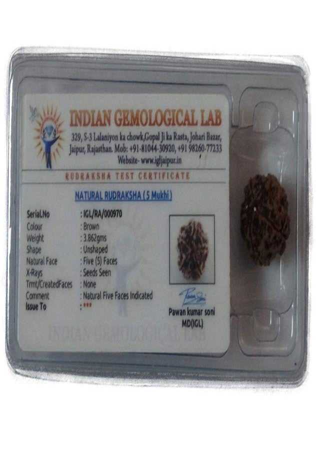 Maalavya 5 Mukhi Rudraksha with Certificate - Image 3