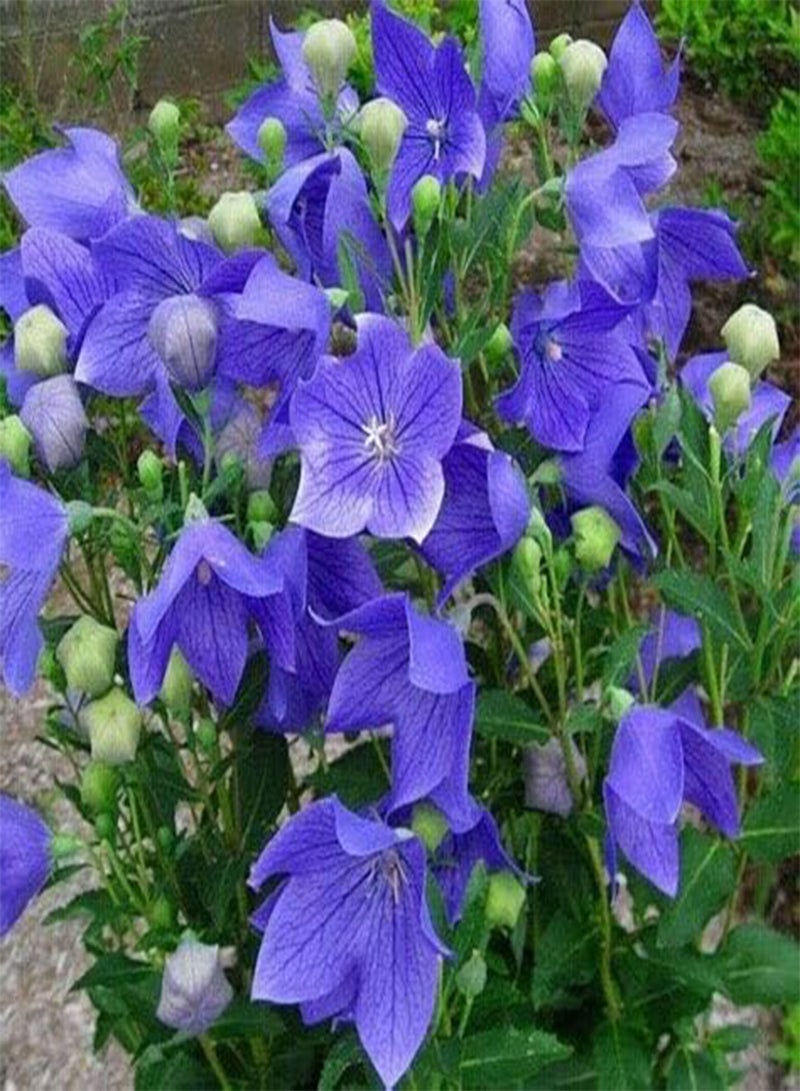 GGOOT 100 Blue Balloon Flower Seeds - Image 3