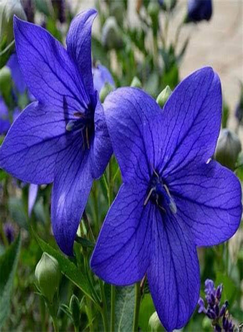 GGOOT 100 Blue Balloon Flower Seeds - Image 2