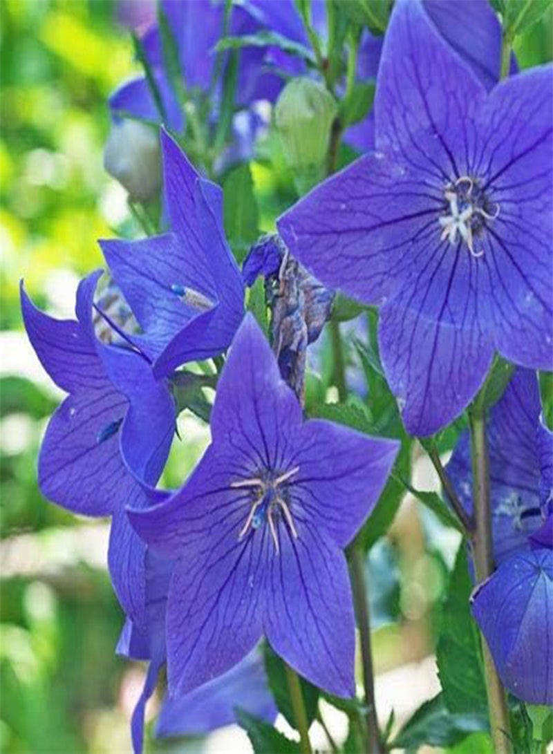 GGOOT 100 Blue Balloon Flower Seeds - Image 1