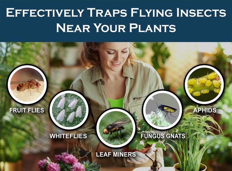 MaxGuard (20 Pack) Yellow Sticky Hanging Traps - Catch and Kill Fungus Gnats, Whiteflies, Mosquitos, Aphids, Leaf Miners, Flying Insect Catcher Glue Trappers for Indoor or Outdoor - Image 2