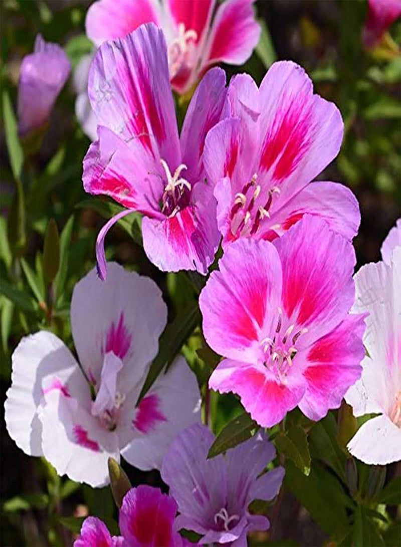 GGOOT seeds 500Pcs/Bag Wildflower Seeds Natural Planting Mixed Type Decorative Flower Seeds for Garden   Wild Flower Seeds - Image 3