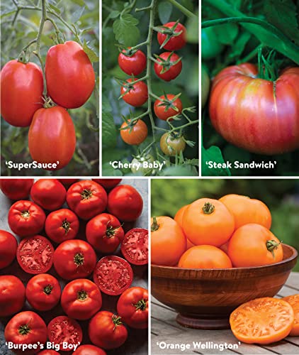 Burpee Best 10 Non-GMO Planting Tomato Seeds for Garden Gifts (1 Pack) - Image 5