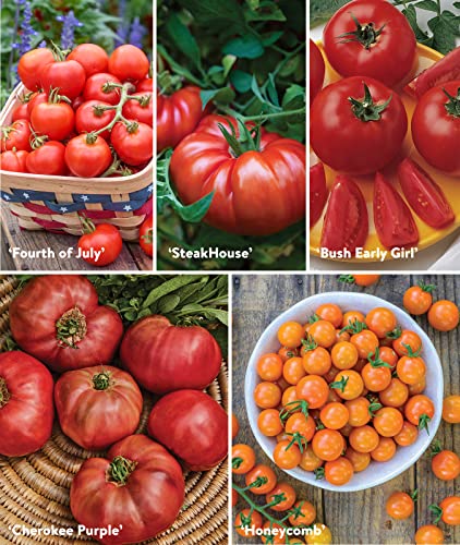 Burpee Best 10 Non-GMO Planting Tomato Seeds for Garden Gifts (1 Pack) - Image 4