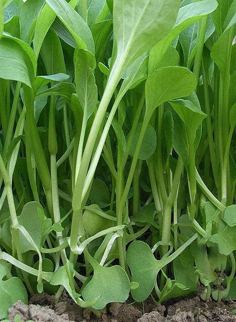 GGOOT 100Pcs/Set Full Sun Edible Good Harvest Seeds Natural Pterocladia Tenuis Seeds for Planting Seeds Evergreen for Outdoor - Image 4