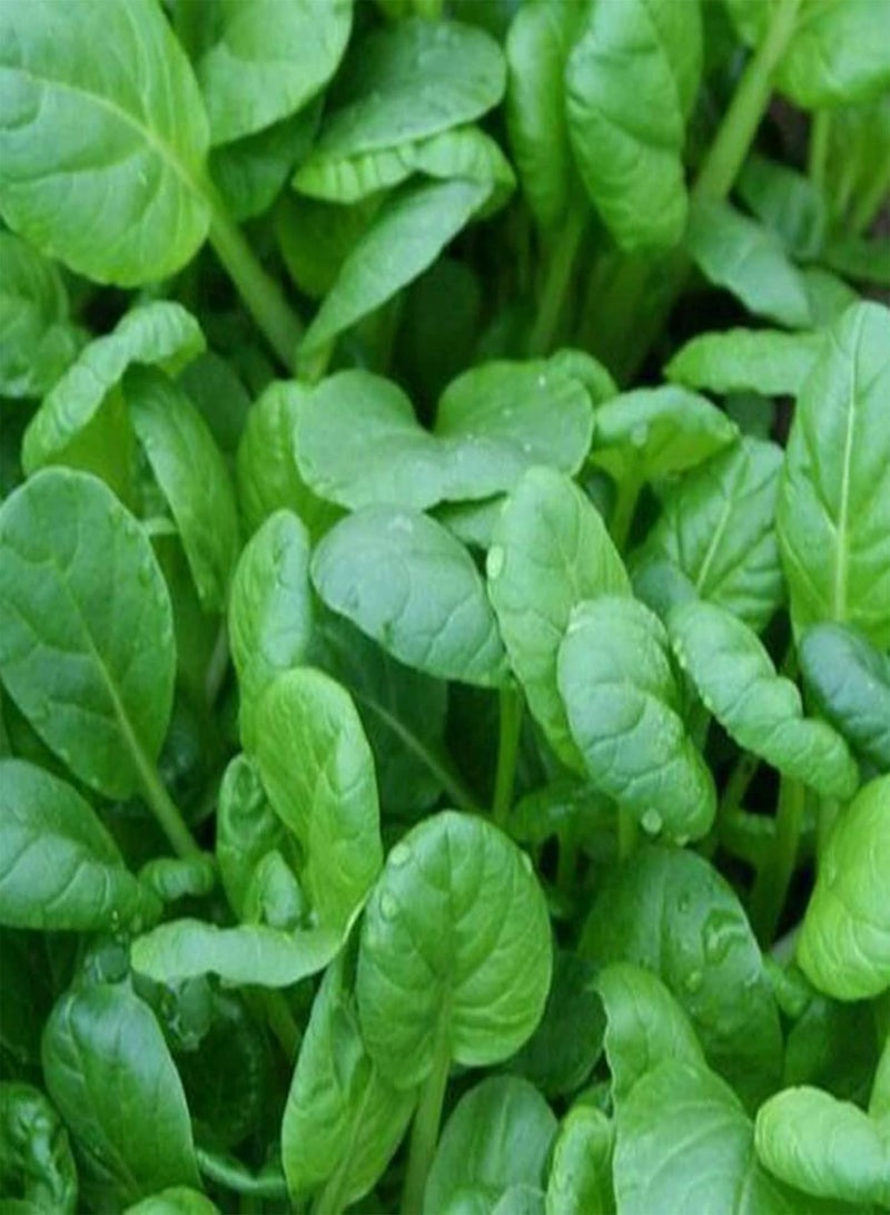 GGOOT 100Pcs/Set Full Sun Edible Good Harvest Seeds Natural Pterocladia Tenuis Seeds for Planting Seeds Evergreen for Outdoor - Image 1