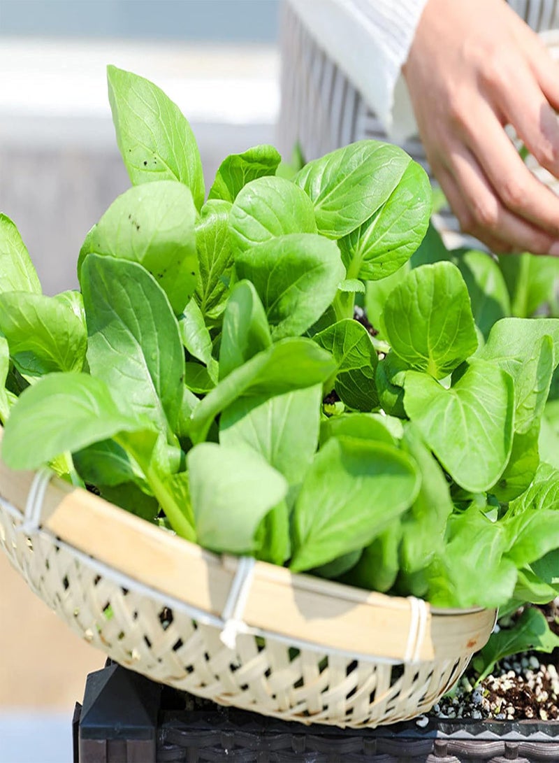 GGOOT 100Pcs/Set Full Sun Edible Good Harvest Seeds Natural Pterocladia Tenuis Seeds for Planting Seeds Evergreen for Outdoor - Image 5