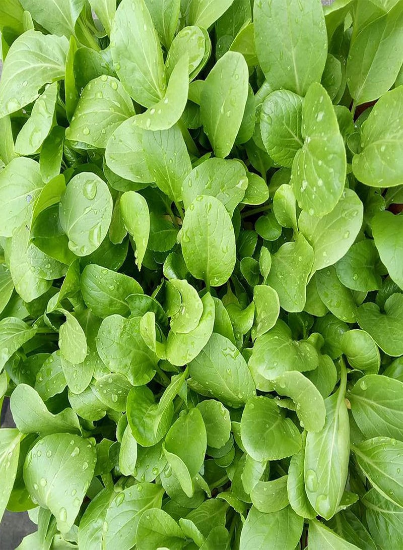 GGOOT 100Pcs/Set Full Sun Edible Good Harvest Seeds Natural Pterocladia Tenuis Seeds for Planting Seeds Evergreen for Outdoor - Image 2